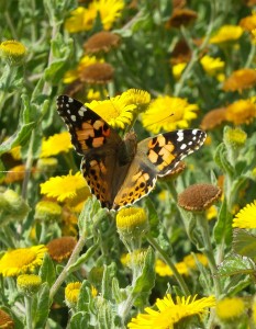 Painted Lady near Ringstead Bay. 